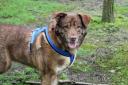 Wirral Globe's dog of the week Kensi, needs your help to find a new home