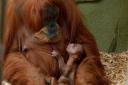Orangutans at Chester Zoo.