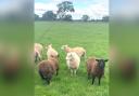The latest sheep worrying incident follows one which took place at a Tarvin farm (pictured) last month. Picture: Cheshire Police Rural Crime Team.