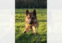 Police dog Reggie caught a suspected car thief in Ellesmere Port. Picture: Cheshire and North Wales Police Dogs.