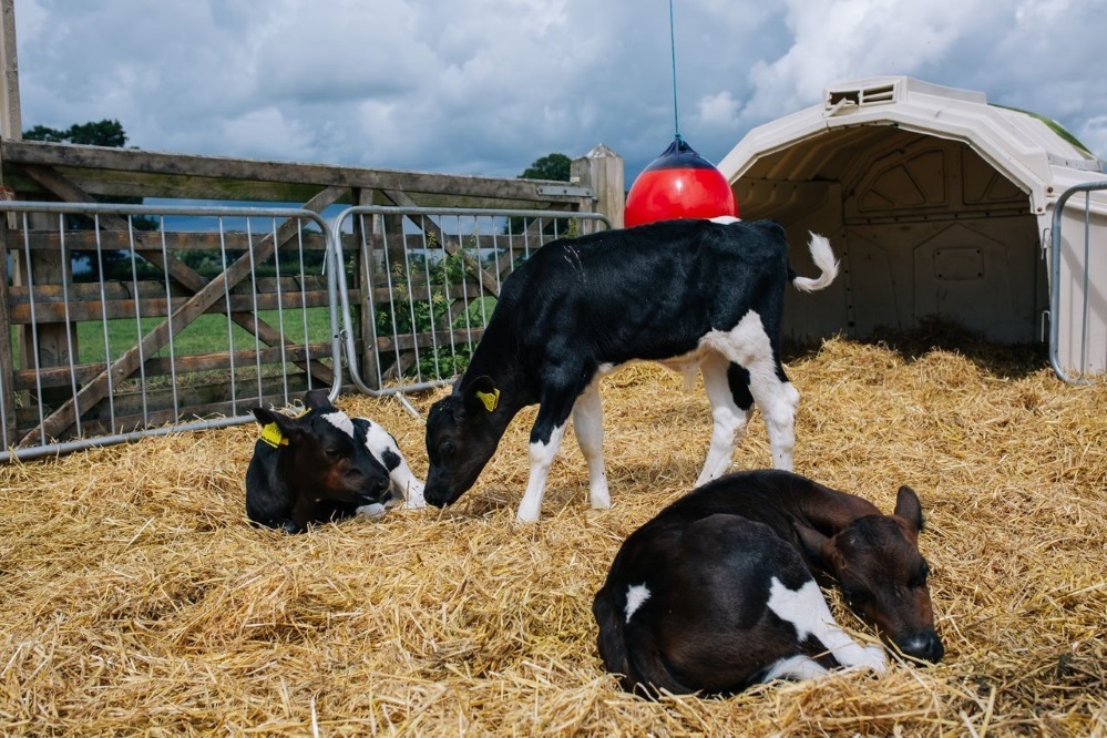 Bidlea Dairys Holstein Fresian herd which produces rich milk to make the award winning ice cream