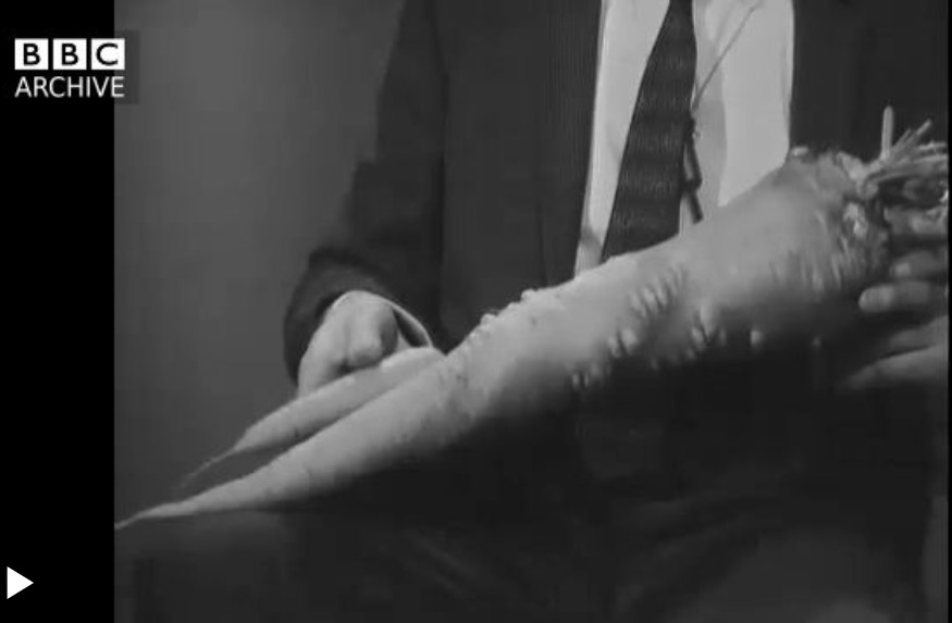 Cliff Michelmore reports on a giant carrot weighing 6lbs 10oz and measuring 2ft 6in long, belonging to Frank Mercer of Hoylake, then in Cheshire, in 1964. Picture: BBC Archive.