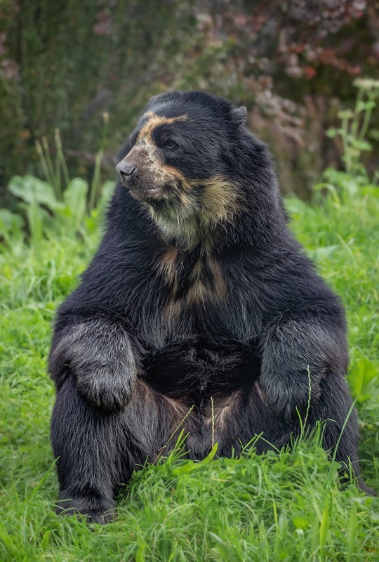 New male andean bear Obe arrives at Chester Zoo to help save his species.