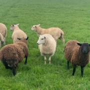 The sheep worrying incident took place at a Tarvin farm. Picture: Cheshire Police Rural Crime Team.