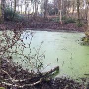 Swampy fishing pit on the Delamere estate