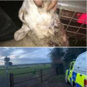 The livestock attack left two sheep dead and another seriously injured. Picture: Cheshire Police Rural Crime Team.