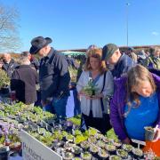 A Plant Hunters' Fair at Ness Gardens