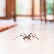 Spiders usually start to come out in early September, with their presence noticeable in homes until around mid-October. After this, they tend to be spotted indoors less often.
