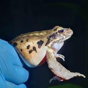 Conservationists sound alarm as one of world's largest frogs becomes virtually extinct.