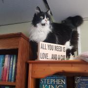 The bookshop features a range of cats