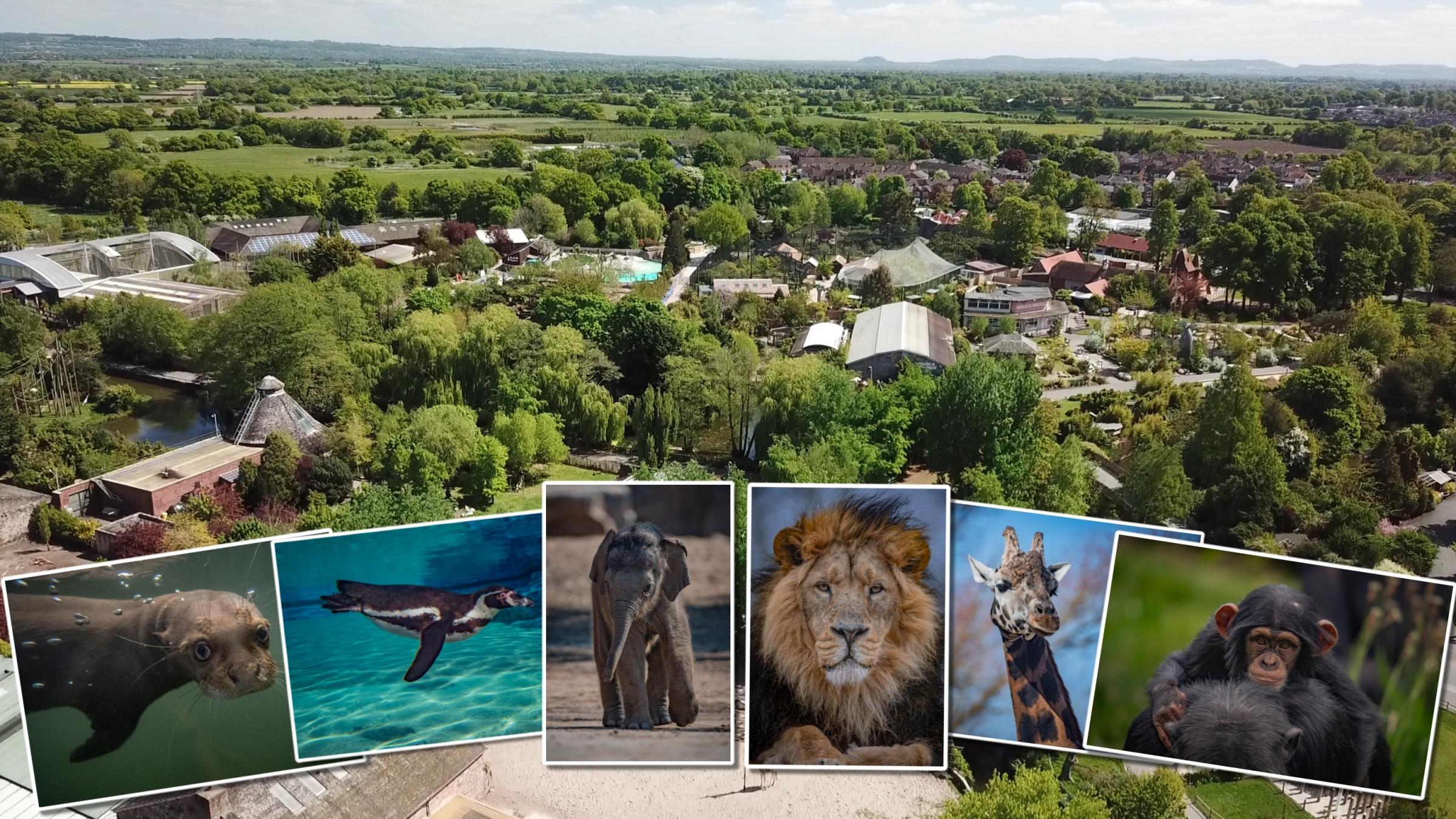 Thousands of free Chester Zoo tickets on offer to schools - Vimarsana News