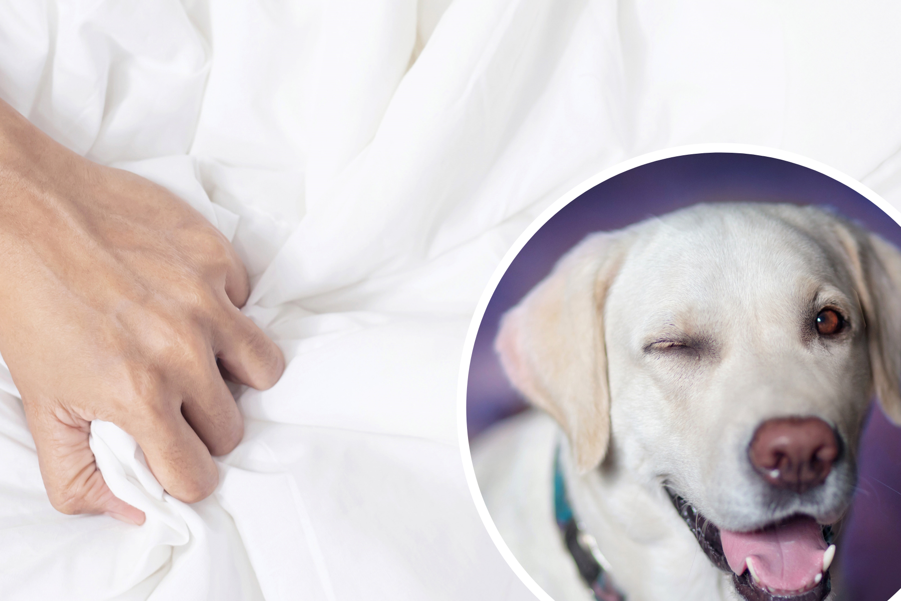 Top tips to keep your pet entertained during Valentine's Day | Chester and District Standard - Vimarsana News