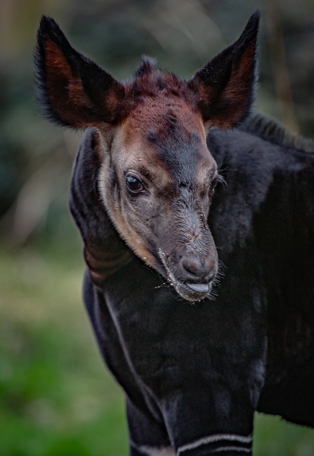 The rare okapi calf Nia Nia at Chester Zoo.