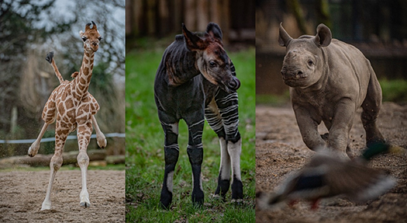 New lockdown babies at Chester Zoo: Albert the giraffe, Nia Nia the okapi and Kasulu the eastern black rhino.