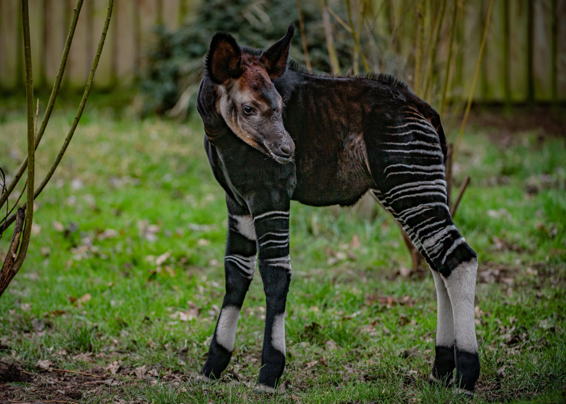 Rare okapi born during lockdown at Chester Zoo.