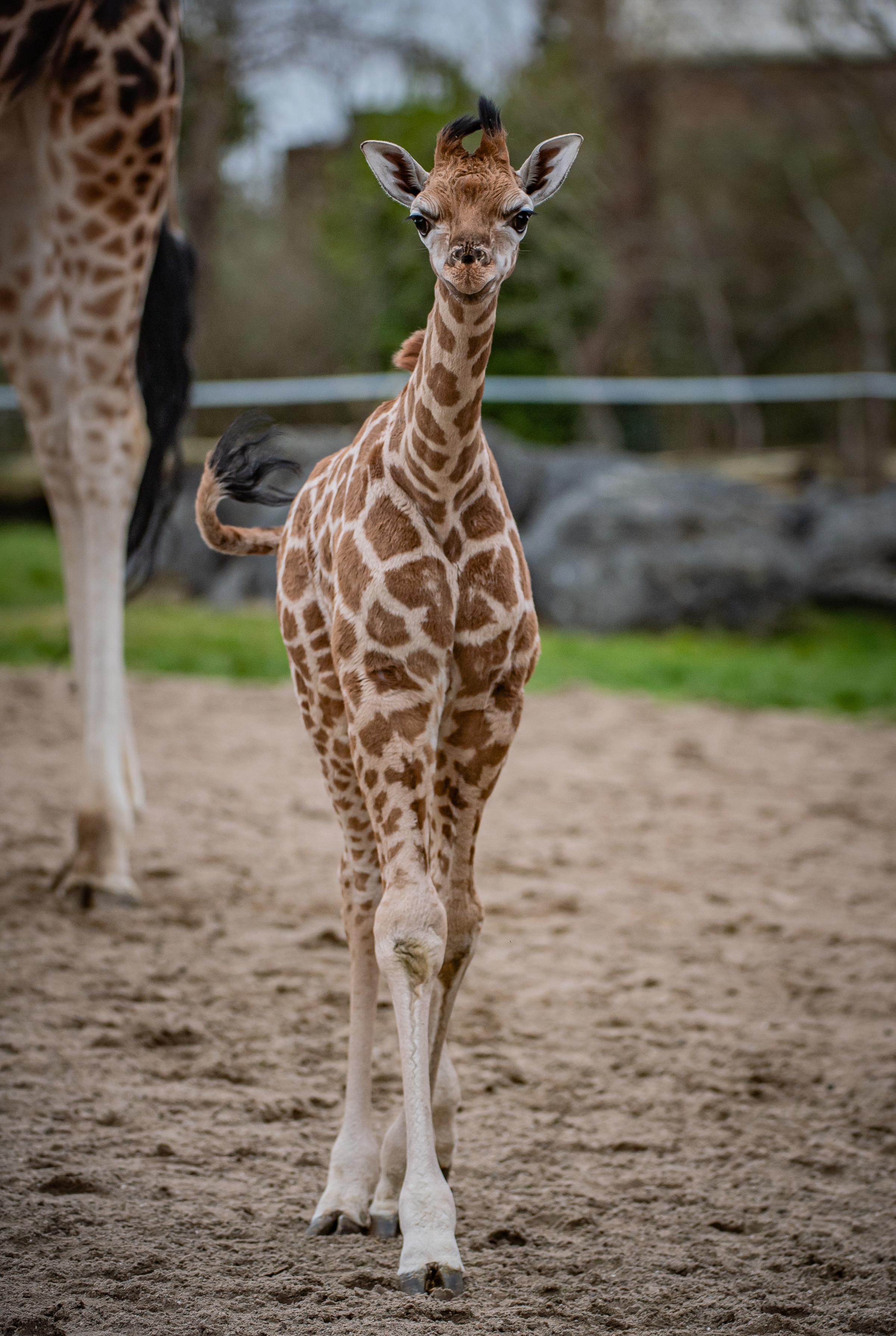 Three-week-old Rothschilds giraffe calf Albert, born in lockdown, strides out at Chester Zoo.