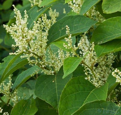 Cheshire West: 'Destructive' Japanese knotweed found in large numbers | Chester and District Standard 