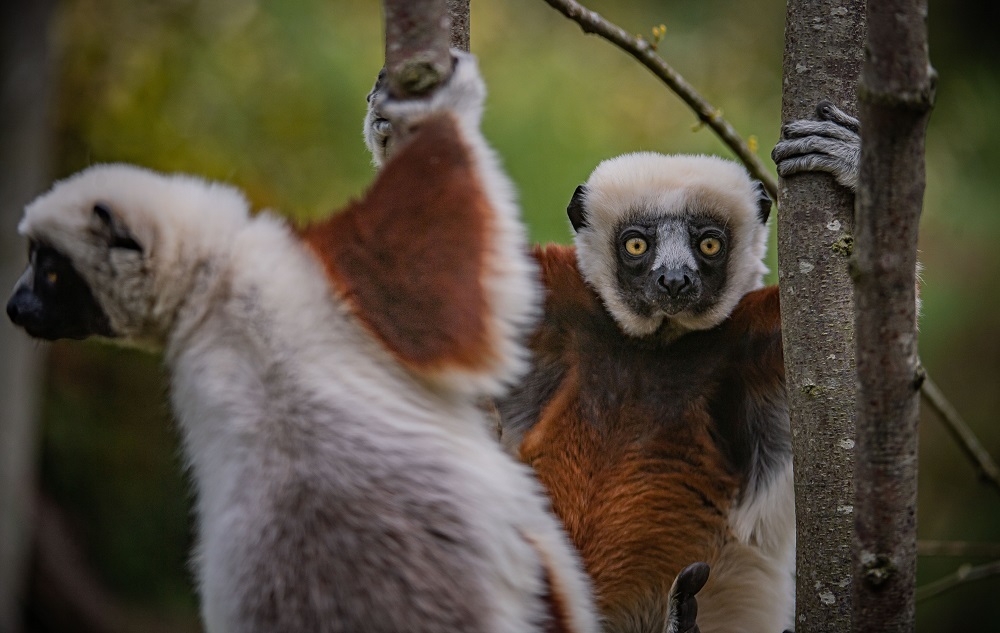 Rare dancing lemurs have arrived at Chester Zoo.