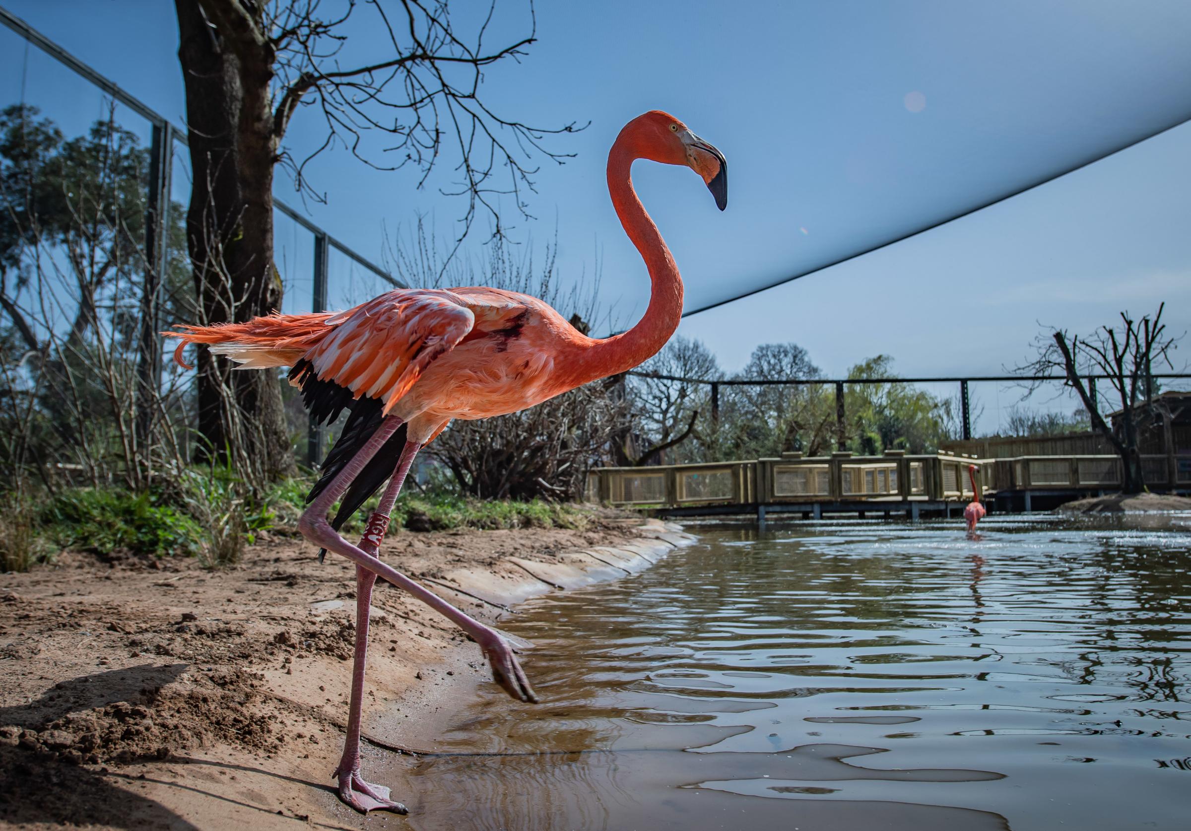 The new Latin American wetland aviary at Chester Zoo.