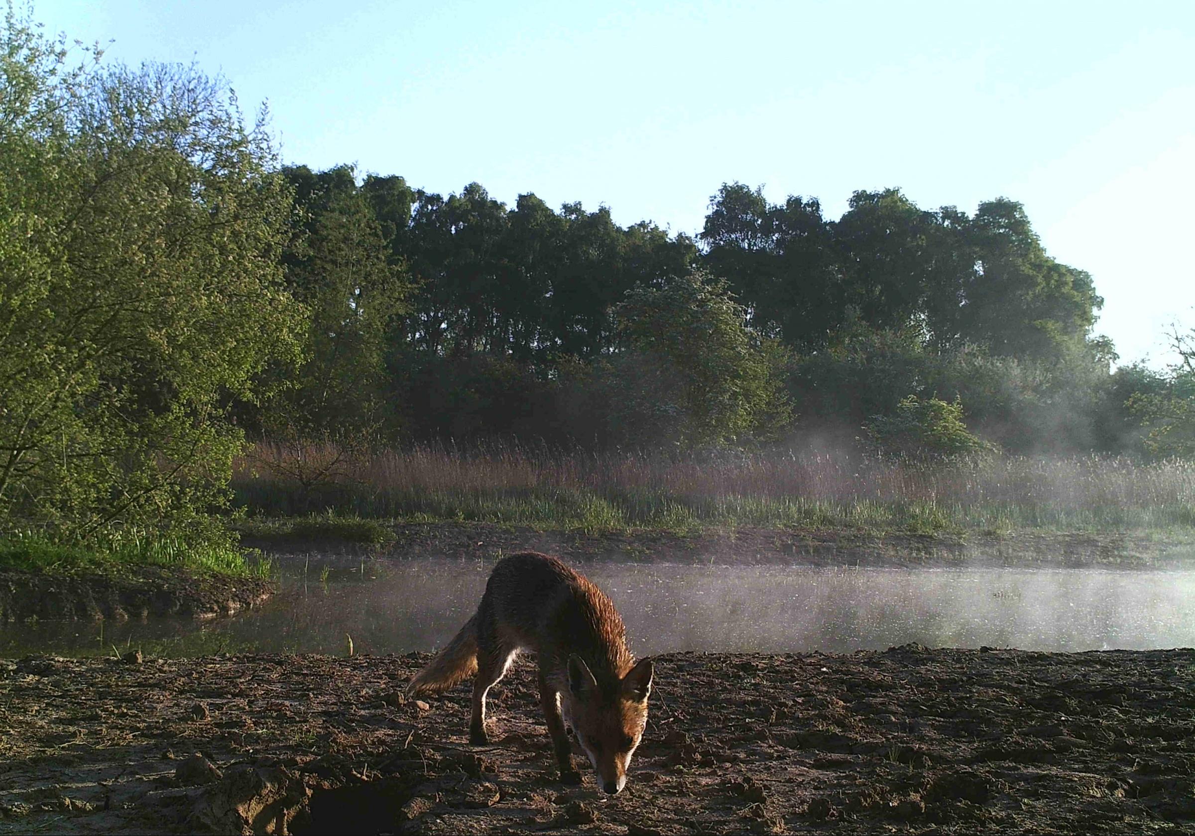 Red fox seen on camera trap at Chester Zoo Nature Reserve.