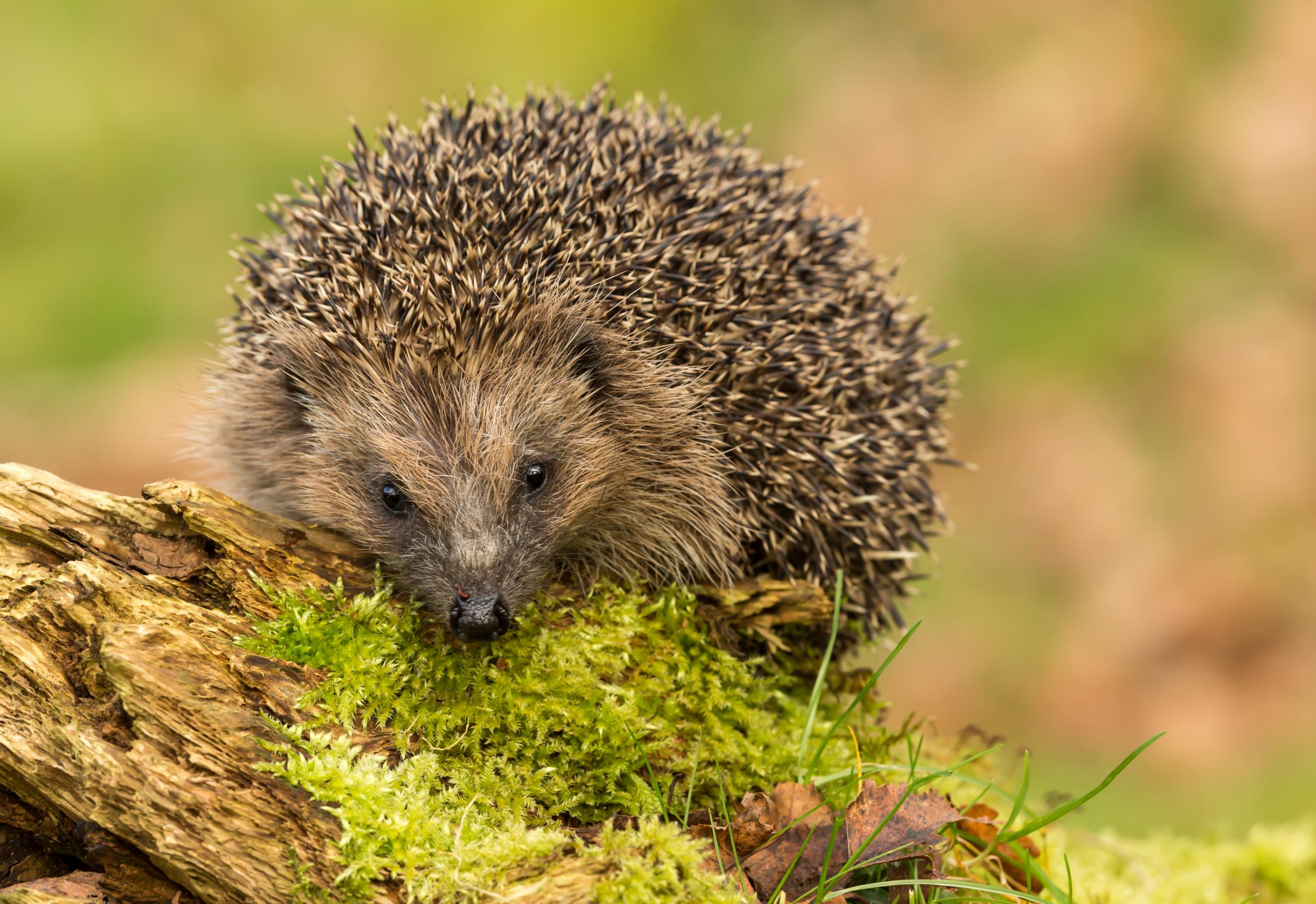 Hedgehogs have been spotted by conservationists monitoring threatened wildlife at Chester Zoos Nature Reserve.