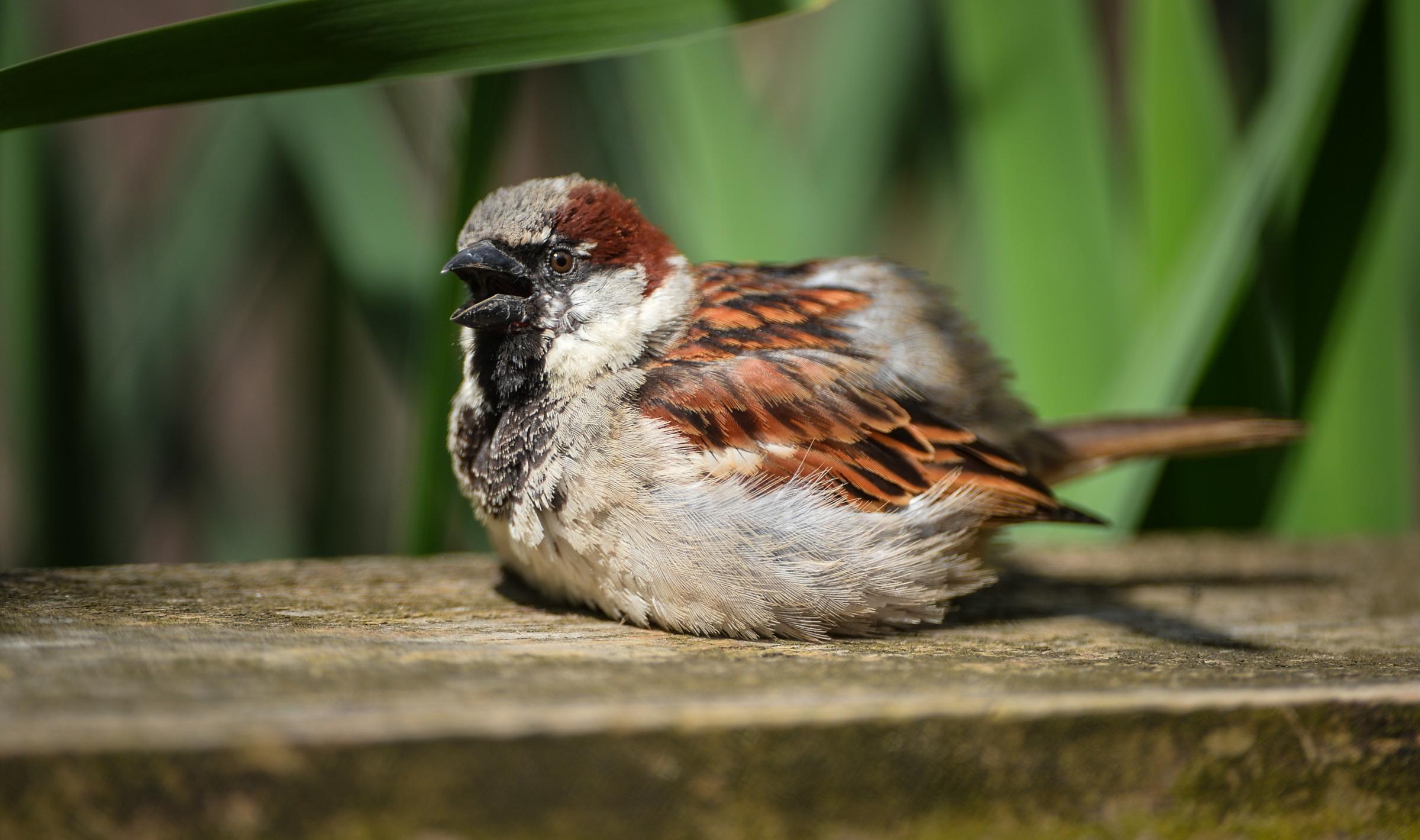 Finches are just one of the UKs diverse species that the zoo is helping to encourage back into communities.
