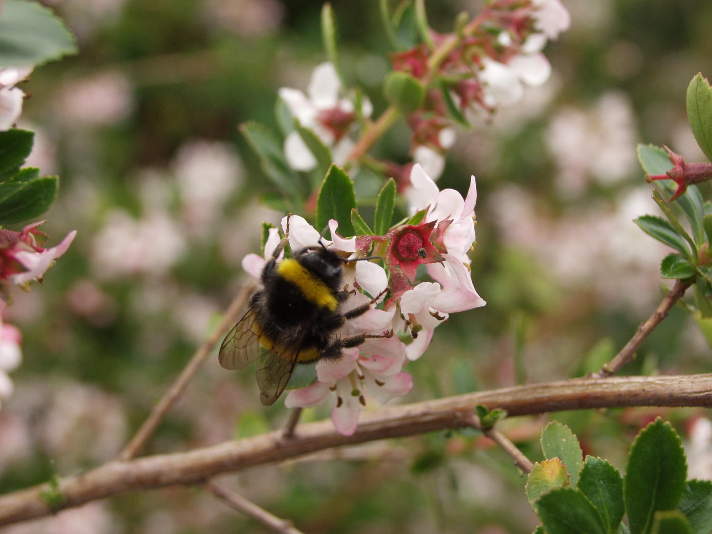Bumblebees are in decline across the UK - with three species already extinct.