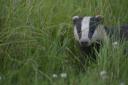 An end to badger culls has been announced, but it will take years for the last licences to run out.