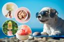 Help your dog beat the heat with dog-friendly ice treats.