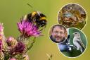 Wildlife expert Sean McMenemy gives his advice on encouraging and enjoy wildlife at home.
