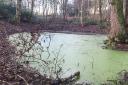Swampy fishing pit on the Delamere estate