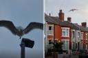 ‘Crazed’ seagull causes havoc after attacking residents on Wallasey street
