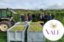 North Wales grape farmers, Vale Vineyard, up for Rising Star in Welsh awards
