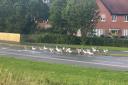 Watch the horrifying moment driver killed and left geese with 'drastic' injuries