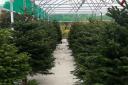 All the places you can buy a real Christmas tree from in Wirral for 2023