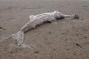 Huge ‘smelly’ shark washes up on New Brighton beach