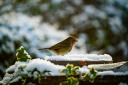 A robin in the snow. (Image: PJpics73).