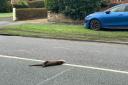 The body of a female otter was found in the middle of Parkgate Road in Chester.