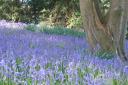 Bluebells at Combermere Abbey..