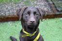 Little Luna arrived at Dogs Trust Merseyside six weeks ago after being picked up as a stray
