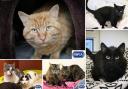 These four-legged friends are in need of a forever home, have a look at their profiles at the RSPCA Wirral & Chester branch (RSPCA)
