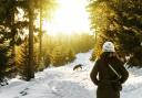 A winter dog walk at Delamere Forest.