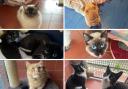 Can you rehome one of these animals from RSPCA Wirral & Chester? (RSPCA/Canva)