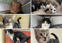 Take a look at these 7 cats looking for new homes - How to adopt (RSPCA/Canva)