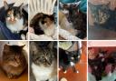 Could you give one of these animals a loving home? (RSPCA/Canva)