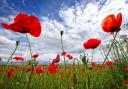 A number of Remembrance services will be taking place this weekend. Image: Canva.