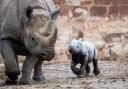 Lumi, Chester Zoo's baby rhino.