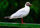 A black-headed gull. Picture: Pixabay.