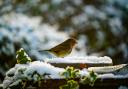 A robin in the snow. (Image: PJpics73).