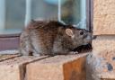Need to report a rat finding? Pest control services are available